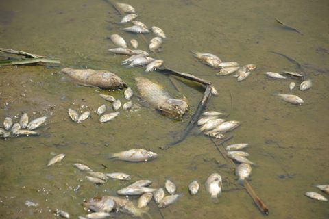 cá chết dạt vào bờ ở Kiên Giang