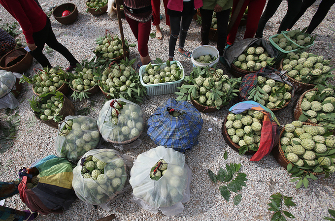Đây đang là thời điểm đầu mùa thu hoạch nhưng người dân từ Chi Lăng, Hữu Lũng, Cai Kinh, Hòa Lộc... đã đổ về chợ để tiêu thụ. 