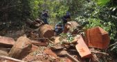 Cán bộ kiểm lâm Quảng Nam bị bắt và khởi tố vụ án phá rừng